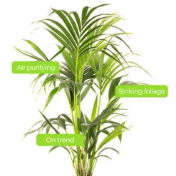 Howea Forsteriana - Indoor House Plant For Home Office, Kitchen, Living Room - Potted Houseplant (140-160cm) -HOMCO Garden Shop howea forsteriana indoor house plant for home office kitchen living room potted houseplant 140 160cm 5059442035533 02c MP