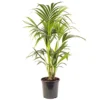 Howea Forsteriana - Indoor House Plant For Home Office, Kitchen, Living Room - Potted Houseplant (90-100cm) -HOMCO Garden Shop howea forsteriana indoor house plant for home office kitchen living room potted houseplant 90 100cm 5059442035519 01c MP