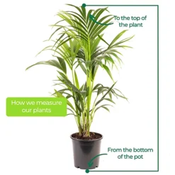 Howea Forsteriana - Indoor House Plant For Home Office, Kitchen, Living Room - Potted Houseplant (90-100cm) -HOMCO Garden Shop howea forsteriana indoor house plant for home office kitchen living room potted houseplant 90 100cm 5059442035519 03c MP