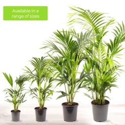 Howea Forsteriana - Indoor House Plant For Home Office, Kitchen, Living Room - Potted Houseplant (90-100cm) -HOMCO Garden Shop howea forsteriana indoor house plant for home office kitchen living room potted houseplant 90 100cm 5059442035519 04c MP