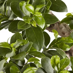 In 20cm Terracotta Plastic Pot -HOMCO Garden Shop in 20cm terracotta plastic pot3663602462828 36c bq