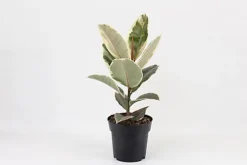 Indoor Plants White Ceramic Pot -HOMCO Garden Shop indoor plants white ceramic pot5059340224381 02c