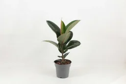 Indoor Plants White Ceramic Pot -HOMCO Garden Shop indoor plants white ceramic pot5059340224381 03c