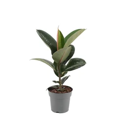 Indoor Plants White Ceramic Pot -HOMCO Garden Shop indoor plants white ceramic pot5059340224381 03c bq