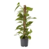 Ivy In 19cm Black Plastic Grow Pot -HOMCO Garden Shop ivy in 19cm black plastic grow pot3663602462491 02c bq