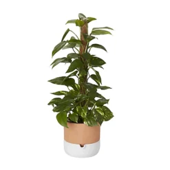 Ivy In 19cm Black Plastic Grow Pot -HOMCO Garden Shop ivy in 19cm black plastic grow pot3663602462491 22c
