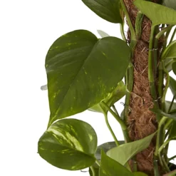 Ivy In 19cm Black Plastic Grow Pot -HOMCO Garden Shop ivy in 19cm black plastic grow pot3663602462491 36c bq