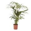 Kentia Palm In 19cm Terracotta Plastic Grow Pot 2 Kentia Palm In 19cm Terracotta Plastic Grow Pot -HOMCO Garden Shop kentia palm in 19cm terracotta plastic grow pot3663602462385 02c bq