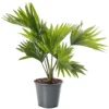 Livistona Palm - Elegant And Tropical Indoor Plant For Interior Spaces (30-40cm) -HOMCO Garden Shop livistona palm elegant and tropical indoor plant for interior spaces 30 40cm 5059442053711 01c MP