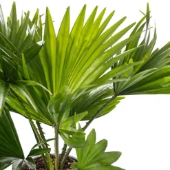 Livistona Palm - Elegant And Tropical Indoor Plant For Interior Spaces (30-40cm) -HOMCO Garden Shop livistona palm elegant and tropical indoor plant for interior spaces 30 40cm 5059442053711 03c MP