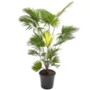 Livistona Palm - Elegant And Tropical Indoor Plant For Interior Spaces (80-90cm) -HOMCO Garden Shop livistona palm elegant and tropical indoor plant for interior spaces 80 90cm 5059442053742 01c MP