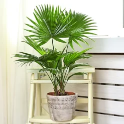 Livistona Palm - Elegant And Tropical Indoor Plant For Interior Spaces (80-90cm) -HOMCO Garden Shop livistona palm elegant and tropical indoor plant for interior spaces 80 90cm 5059442053742 02c MP