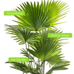 Livistona Palm - Elegant And Tropical Indoor Plant For Interior Spaces (80-90cm) -HOMCO Garden Shop livistona palm elegant and tropical indoor plant for interior spaces 80 90cm 5059442053742 04c MP