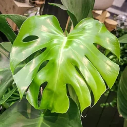 Monstera Deliciosa - Trendy And Lush Indoor Plant For Interior Spaces (110-120cm) -HOMCO Garden Shop monstera deliciosa trendy and lush indoor plant for interior spaces 110 120cm 5059442035595 02c MP