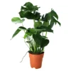 Monstera In 19cm Terracotta Plastic Grow Pot -HOMCO Garden Shop monstera in 19cm terracotta plastic grow pot5059340127033 02c