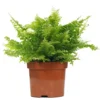 Nephrolepis Boston Fern - Indoor House Plant For Home Office, Kitchen, Living Room - Potted Houseplant (30-40cm) -HOMCO Garden Shop nephrolepis boston fern indoor house plant for home office kitchen living room potted houseplant 30 40cm 5059442007509 01c MP