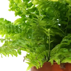 Nephrolepis Boston Fern - Indoor House Plant For Home Office, Kitchen, Living Room - Potted Houseplant (30-40cm) -HOMCO Garden Shop nephrolepis boston fern indoor house plant for home office kitchen living room potted houseplant 30 40cm 5059442007509 02c MP