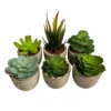 Oypla Set Of 6 Artificial Succulent Mini Cactus Grass Plants Indoor Decoration -HOMCO Garden Shop oypla set of 6 artificial succulent mini cactus grass plants indoor decoration5060544759616 01c MP