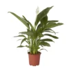 Peace Lily In 17cm Terracotta Plastic Grow Pot -HOMCO Garden Shop peace lily in 17cm terracotta plastic grow pot3663602462668 02c bq