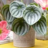 Peperomia Argyreia Houseplant - Watermelon Peperomia Indoor Plant, Compact Size In 12cm Pot (15-25cm) 1 Peperomia Argyreia Houseplant - Watermelon Peperomia Indoor Plant, Compact Size In 12cm Pot (15-25cm) -HOMCO Garden Shop peperomia argyreia houseplant watermelon peperomia indoor plant compact size in 12cm pot 15 25cm 5059442012169 01c MP