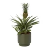 Pineapple Plant In 13.5cm Assorted Ceramic Decorative Pot -HOMCO Garden Shop pineapple plant in 13 5cm assorted ceramic decorative pot5059340224435 02c