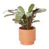 Prayer Plant Pale Grey Ceramic Decorative Pot -HOMCO Garden Shop prayer plant pale grey ceramic decorative pot5059340224312 02c