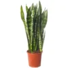 Sansevieria Black Coral - Indoor House Plant For Home Office, Kitchen, Living Room - Potted Houseplant (60-70cm) -HOMCO Garden Shop sansevieria black coral indoor house plant for home office kitchen living room potted houseplant 60 70cm 5059442054510 01c MP