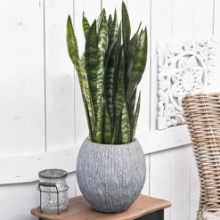 Sansevieria Black Coral - Indoor House Plant For Home Office, Kitchen, Living Room - Potted Houseplant (60-70cm) -HOMCO Garden Shop sansevieria black coral indoor house plant for home office kitchen living room potted houseplant 60 70cm 5059442054510 02c MP