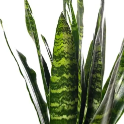 Sansevieria Black Coral - Indoor House Plant For Home Office, Kitchen, Living Room - Potted Houseplant (60-70cm) -HOMCO Garden Shop sansevieria black coral indoor house plant for home office kitchen living room potted houseplant 60 70cm 5059442054510 03c MP