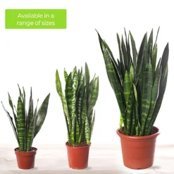 Sansevieria Black Coral - Indoor House Plant For Home Office, Kitchen, Living Room - Potted Houseplant (60-70cm) -HOMCO Garden Shop sansevieria black coral indoor house plant for home office kitchen living room potted houseplant 60 70cm 5059442054510 06c MP