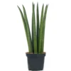 Sansevieria Cylindrica - Indoor House Plant For Home Office, Kitchen, Living Room - Potted Houseplant (30-40cm) -HOMCO Garden Shop sansevieria cylindrica indoor house plant for home office kitchen living room potted houseplant 30 40cm 5059442007462 01c MP