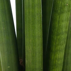 Sansevieria Cylindrica - Indoor House Plant For Home Office, Kitchen, Living Room - Potted Houseplant (30-40cm) -HOMCO Garden Shop sansevieria cylindrica indoor house plant for home office kitchen living room potted houseplant 30 40cm 5059442007462 02c MP