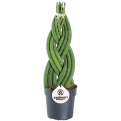 Sansevieria Twister - Indoor House Plant For Home Office, Kitchen, Living Room - Potted Houseplant (30-40cm)