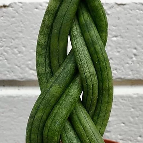 Sansevieria Twister - Indoor House Plant For Home Office, Kitchen, Living Room - Potted Houseplant (30-40cm) 4 Sansevieria Twister - Indoor House Plant For Home Office, Kitchen, Living Room - Potted Houseplant (30-40cm) - Image 2