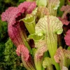 Sarracenia Smoorii - Indooy Fly Trap Houseplant, Evergreen Carnivorous Pitcher Plant In 12cm Pot (20-30cm) -HOMCO Garden Shop sarracenia smoorii indooy fly trap houseplant evergreen carnivorous pitcher plant in 12cm pot 20 30cm 5059442011858 01c MP