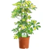Schefflera Gerda - Variegated Umbrella Tree, Air-purifying Indoor Home Office Plant, Easy Care Houseplant (35-45cm) -HOMCO Garden Shop schefflera gerda variegated umbrella tree air purifying indoor home office plant easy care houseplant 35 45cm 5051641276366 01c MP