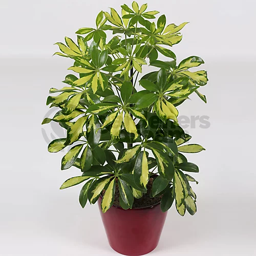 Schefflera Gerda - Variegated Umbrella Tree, Air-purifying Indoor Home Office Plant, Easy Care Houseplant (35-45cm) 4 Schefflera Gerda - Variegated Umbrella Tree, Air-purifying Indoor Home Office Plant, Easy Care Houseplant (35-45cm) - Image 2