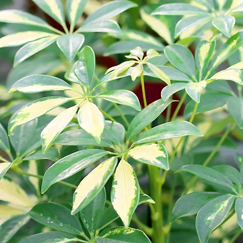 Schefflera Gerda - Variegated Umbrella Tree, Air-purifying Indoor Home Office Plant, Easy Care Houseplant (35-45cm) 5 Schefflera Gerda - Variegated Umbrella Tree, Air-purifying Indoor Home Office Plant, Easy Care Houseplant (35-45cm) - Image 3