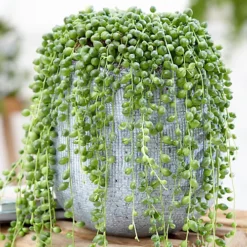 Senecio Rowleyanus - Evergreen Trailing Plant In 14cm Pot, String Of Pearls, Low Maintenance, Compact Size (20-30cm)