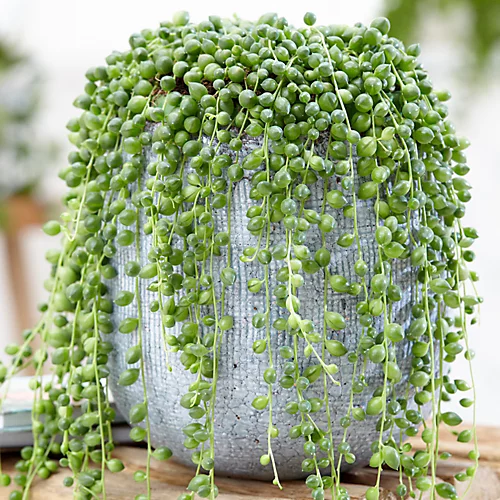 Senecio Rowleyanus - Evergreen Trailing Plant In 14cm Pot, String Of Pearls, Low Maintenance, Compact Size (20-30cm) 3 Senecio Rowleyanus - Evergreen Trailing Plant In 14cm Pot, String Of Pearls, Low Maintenance, Compact Size (20-30cm)