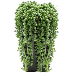 HOMCO Garden Shop -HOMCO Garden Shop senecio rowleyanus evergreen trailing plant in 14cm pot string of pearls low maintenance compact size 20 30cm 5059442012404 02c MP