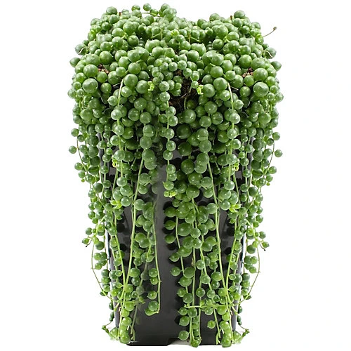 Senecio Rowleyanus - Evergreen Trailing Plant In 14cm Pot, String Of Pearls, Low Maintenance, Compact Size (20-30cm) 4 Senecio Rowleyanus - Evergreen Trailing Plant In 14cm Pot, String Of Pearls, Low Maintenance, Compact Size (20-30cm) - Image 2