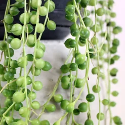 Senecio Rowleyanus - Evergreen Trailing Plant In 14cm Pot, String Of Pearls, Low Maintenance, Compact Size (20-30cm) 8 Senecio Rowleyanus - Evergreen Trailing Plant In 14cm Pot, String Of Pearls, Low Maintenance, Compact Size (20-30cm) -HOMCO Garden Shop senecio rowleyanus evergreen trailing plant in 14cm pot string of pearls low maintenance compact size 20 30cm 5059442012404 03c MP
