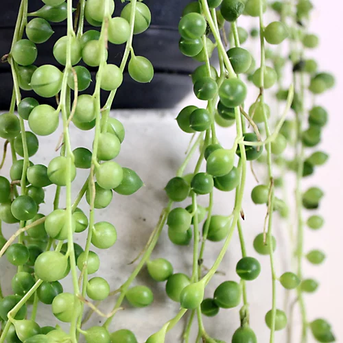 Senecio Rowleyanus - Evergreen Trailing Plant In 14cm Pot, String Of Pearls, Low Maintenance, Compact Size (20-30cm) 5 Senecio Rowleyanus - Evergreen Trailing Plant In 14cm Pot, String Of Pearls, Low Maintenance, Compact Size (20-30cm) - Image 3