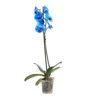 Single Stem Blue Moth Orchid In 12cm Clear Plastic Grow Pot -HOMCO Garden Shop single stem blue moth orchid in 12cm clear plastic grow pot3663602462927 02c bq