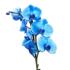 Single Stem Blue Moth Orchid In 12cm Clear Plastic Grow Pot -HOMCO Garden Shop single stem blue moth orchid in 12cm clear plastic grow pot3663602462927 36c bq