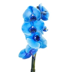 Single Stem Blue Moth Orchid In 12cm Clear Plastic Grow Pot -HOMCO Garden Shop single stem blue moth orchid in 12cm clear plastic grow pot3663602462927 37c bq