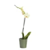 Single Stem Orchid In 12cm Assorted Ceramic Decorative Pot 2 Single Stem Orchid In 12cm Assorted Ceramic Decorative Pot -HOMCO Garden Shop single stem orchid in 12cm assorted ceramic decorative pot3663602462941 02c bq