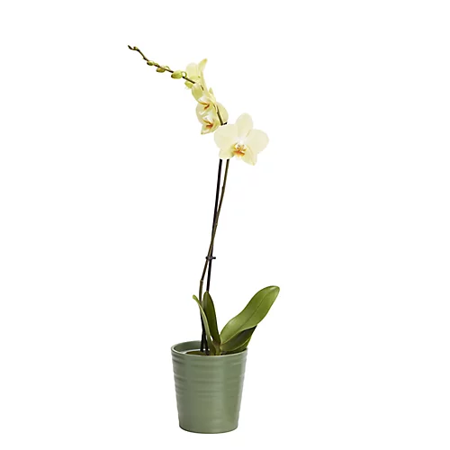 Single Stem Orchid In 12cm Assorted Ceramic Decorative Pot 3 Single Stem Orchid In 12cm Assorted Ceramic Decorative Pot