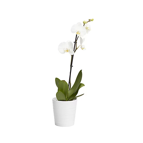 Single Stem Orchid In 12cm Assorted Ceramic Decorative Pot 4 Single Stem Orchid In 12cm Assorted Ceramic Decorative Pot - Image 2